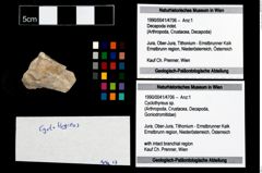 Foto (Objekt + Etikett) von Cyclothyreus sp.  (NHMW-GEO-1990-0041-4706)